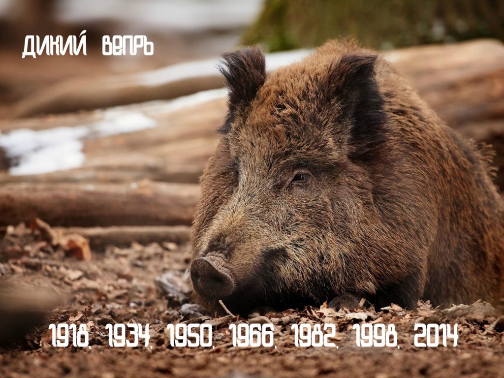 Славянский календарь животных по годам